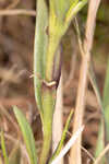 Wiregrass gentian